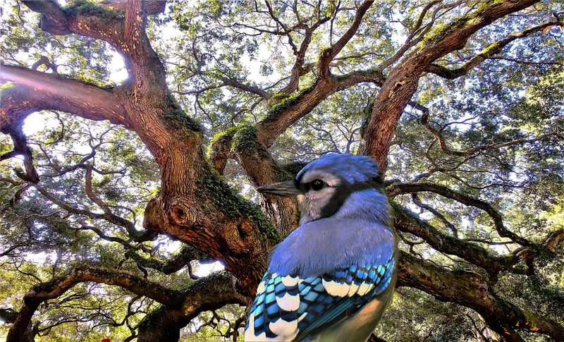 Angel Oak