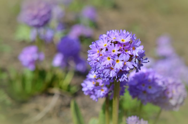 Naturalistic Garden