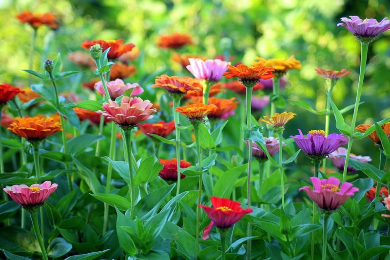 Vintage Garden