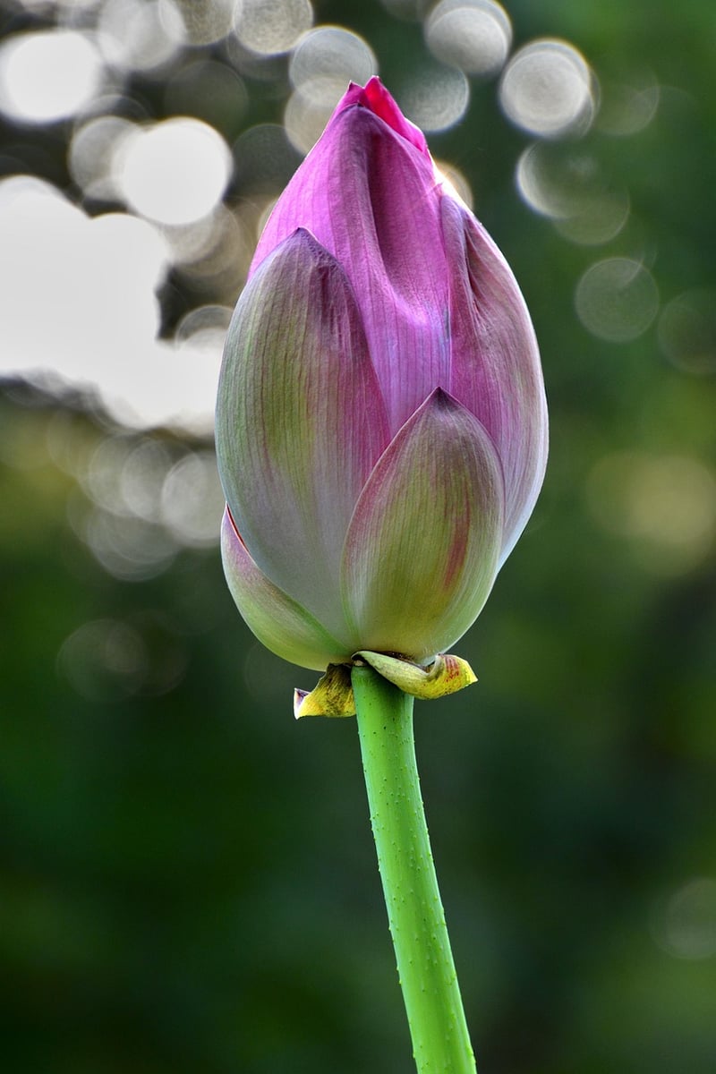 Sacred Lotus