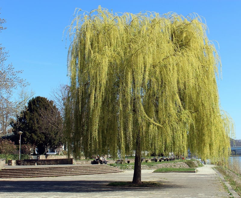 Whomping Willow